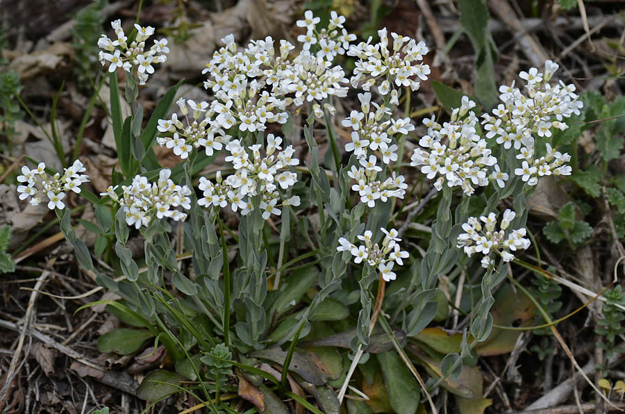 Microthlaspi perfoliatum (=Thlaspi perfoliatum ) / Erba storna perfogliata